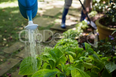 Senior couple watering plants with watering can in garden