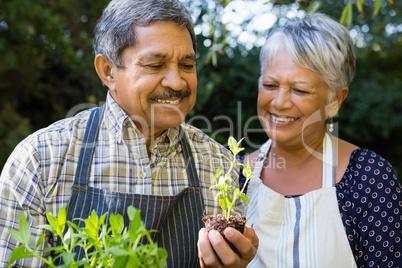 Senior couple looking sapling plant in garden