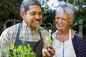 Senior couple looking sapling plant in garden