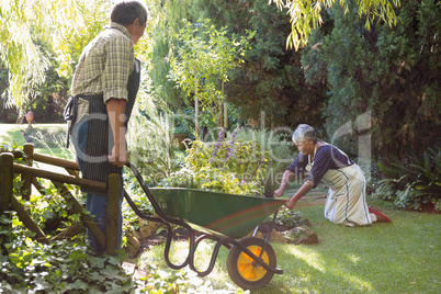 Senior couple gardening in the garden