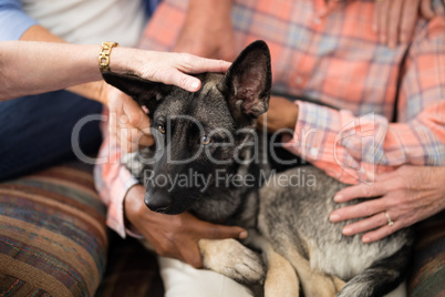 Close-up of dog resting with senior people and practitioner on sofa