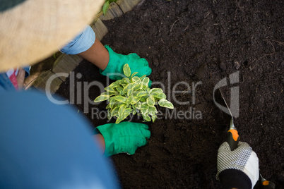 Couple planting young plant into the soil in garden