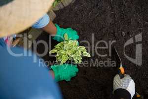 Couple planting young plant into the soil in garden