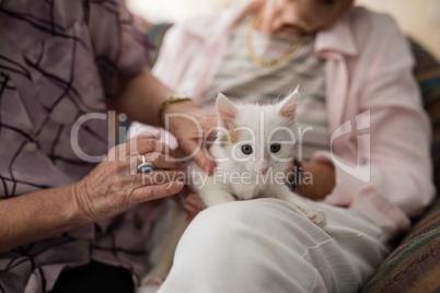 Midsection of senior females stroking kitten on armchair