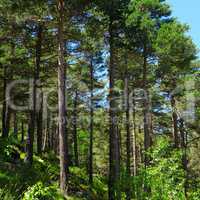 pine wood on the hillside