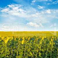 Field with sunflowers and cloudy sky