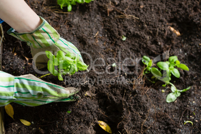 Hand of person gardening in the garden