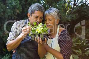Senior couple smelling plants in garden