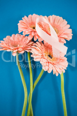 High angle view of pink Breast Cancer Awareness ribbon on gerbera flowers