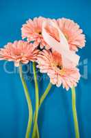 High angle view of pink Breast Cancer Awareness ribbon on gerbera flowers