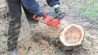 Forest worker cutting trunk