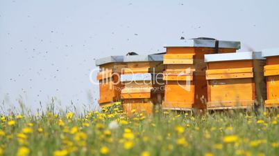 Bees at hives close up