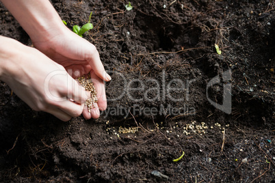 Hand of woman sowing seeds in soil