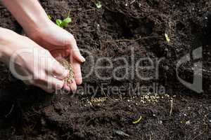 Hand of woman sowing seeds in soil