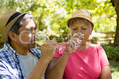 Senior couple pointing at plant in garden