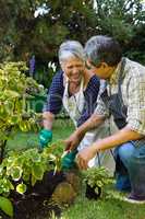 Senior couple gardening in the garden