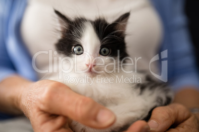 Close-up portrait of cute kitten held by senior woman