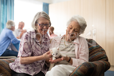 Smiling female senior friends looking at kitten