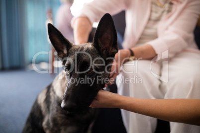 Cropped hands of female doctor and senior woman stroking dog