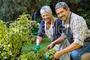 Smiling senior couple gardening in the garden