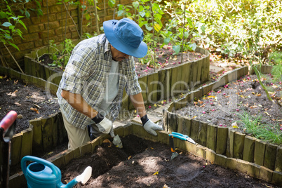 Senior man planting young plant into the soil