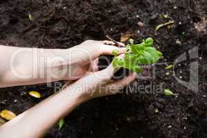 Woman planting young plant into the soil