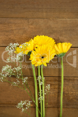 Overhead view of fresh flowers