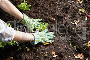 Woman planting young plant into the soil