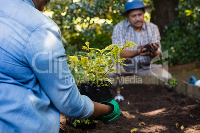 Couple planting young plant into the soil