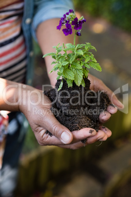 Woman holding sapling plant in garden