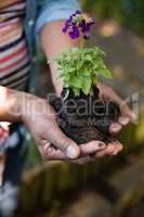 Woman holding sapling plant in garden