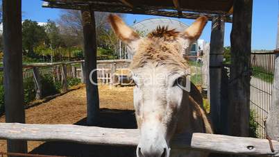 Grey donkey on a farm