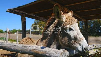 Grey donkey on a farm