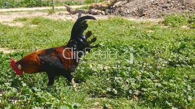 Rooster pecking in a meadow