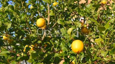 Lemon tree