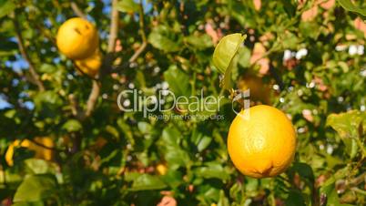 Lemon tree