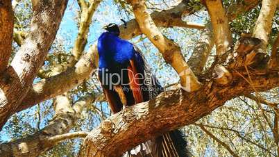 Peacock male in a tree