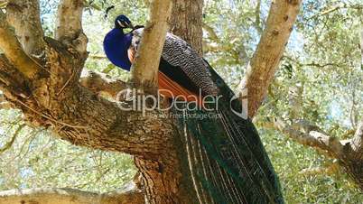 Peacock male in a tree