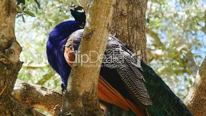 Peacock male in a tree