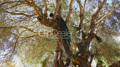 Peacock male in a tree