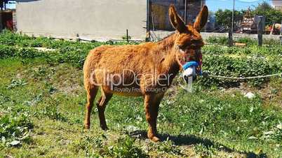 Brown donkey in a village