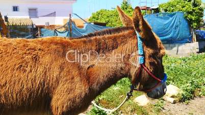 Brown donkey in a village