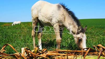 Free foal eating in the field