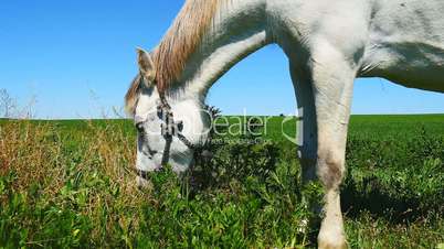 White horse grazing in field