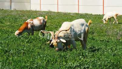 Goats grazing in a meadow