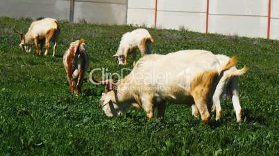 Goats grazing in a meadow