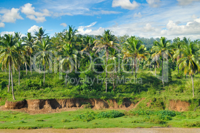 Tropical palm forest and sky