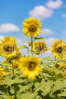 Sunflower field landscape