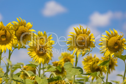 Sunflower field landscape