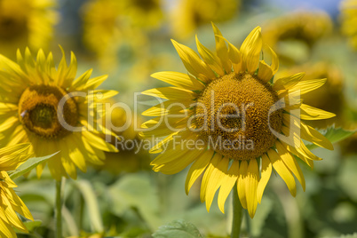 Sunflower field landscape